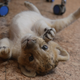 Image for article titled NEW CAT ALERT: First American Baby 'Liligers' Born at Oklahoma Zoo